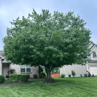 TREE TRIMMING